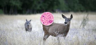 CDC: Deer meat didn't cause hunters' deaths; concerns about chronic wasting disease remain