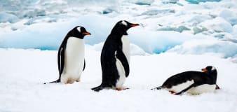 Want a job counting penguins? There's an opening