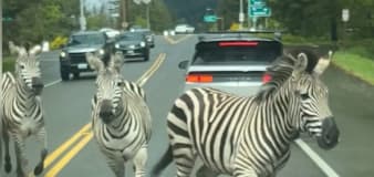 'I like to move it': Zebras escape trailer, gallop on Washington highway: Watch video