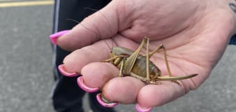 'Biblical' insects swarm state, blight millions of acres