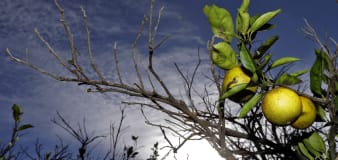Owners to get $42 million for citrus trees Florida destroyed