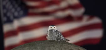 Rare snowy owl soars over Washington, thrills crowds