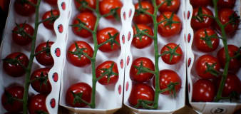 Scientists make way for gene-edited tomatoes