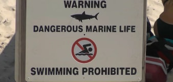 Shark attacks lifeguard during training exercise