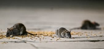 Rat urine is causing uptick in rare disease among New York sanitation workers