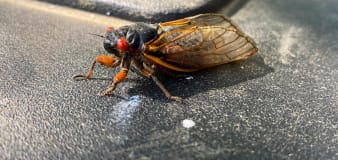 What do cicadas sound like? These noisy insects might be in your state this year